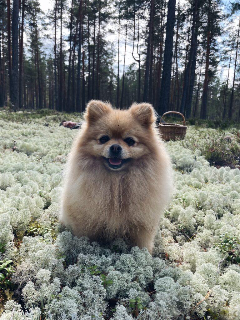 Kassidkoerad.ee – Fluffy metsas